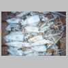 black_rock_squid_0601.html