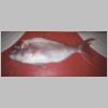 chelsea_snapper_1101.html