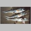 corinella_elephant_shark_1_0303.html
