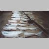 corinella_elephant_shark_2_0303.html