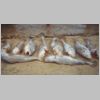 darwin_jewfish_5_0499.html