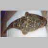 mallacoota_flathead_2_0203.html