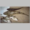 mallacoota_mixed_bag_2_0203.html