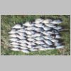 nicholson_river_bream_02_0600.html