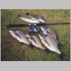 nicholson_river_bream_1_0799.html