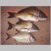 nicholson_river_bream_2_0602.html