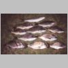 nicholson_river_bream_3_0602.html