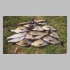 nicholson_river_bream_5_0799.html