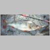 purumbete_redfin_0599.html