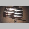 purumbete_trout_1_0599.html