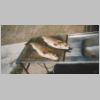 purumbete_trout_2_0599.html