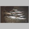 purumbete_trout_3_0199.html