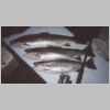 purumbete_trout_3_1202.html