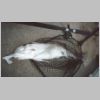 rhyll_elephant_shark_1_0203.html