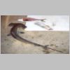 rhyll_hammerhead_shark_1_0203.html