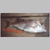 sandringham_snapper_17lb_8_1201.html
