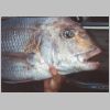 sandringham_snapper_17lb_9_1201.html