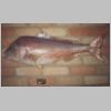 sandringham_snapper_17lb_9a_1201.html