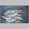 stony_point_gummies_and_whiting_0103.html