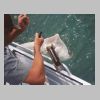 stony_point_shovel_nose_shark_0103.html