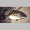 tambo_river_bream_1_0402.html
