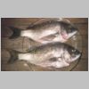 tambo_river_bream_3_0696.html
