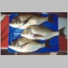 tambo_river_bream_4_0402.html