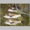 tambo_river_bream_5_0402.html