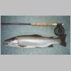 tas_great_lake_trout_on_fly_2_0403.html