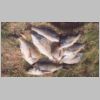 tas_meridith_river_bream_1_0403.html