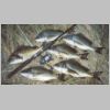 tas_scamander_bream_1_0403.html