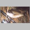tas_scamander_bream_2_0403.html
