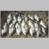 tas_scamander_bream_4_0403.html