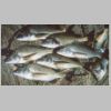 tas_scamander_bream_5_0403.html