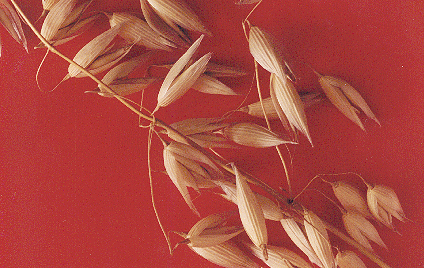 oats