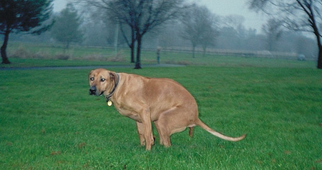 Dogdoo.com
