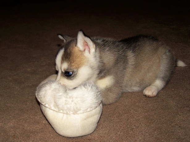 puppywithshoe