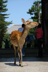 I&hearts;Japan!