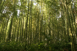 I&hearts;Japan!