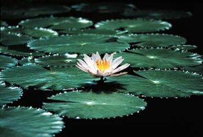Health and Healing: Copyright Milson Macleod