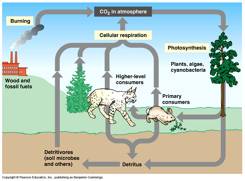 http://fig.cox.miami.edu/Faculty/Dana/carboncycle.gif