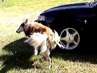 www.animal-acres.com