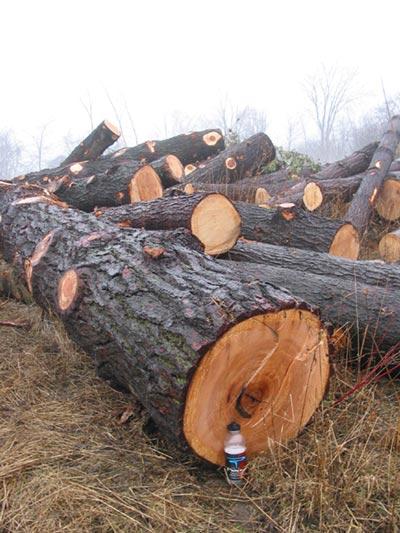 http://ca.geocities.com/rougeduffins/images/pines1.jpg