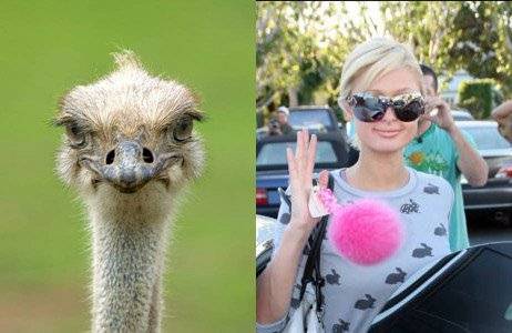 paris_hilton_orly.jpg 25.3K