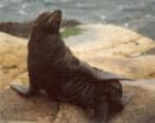 Lobito marino