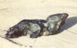Primer Lobo