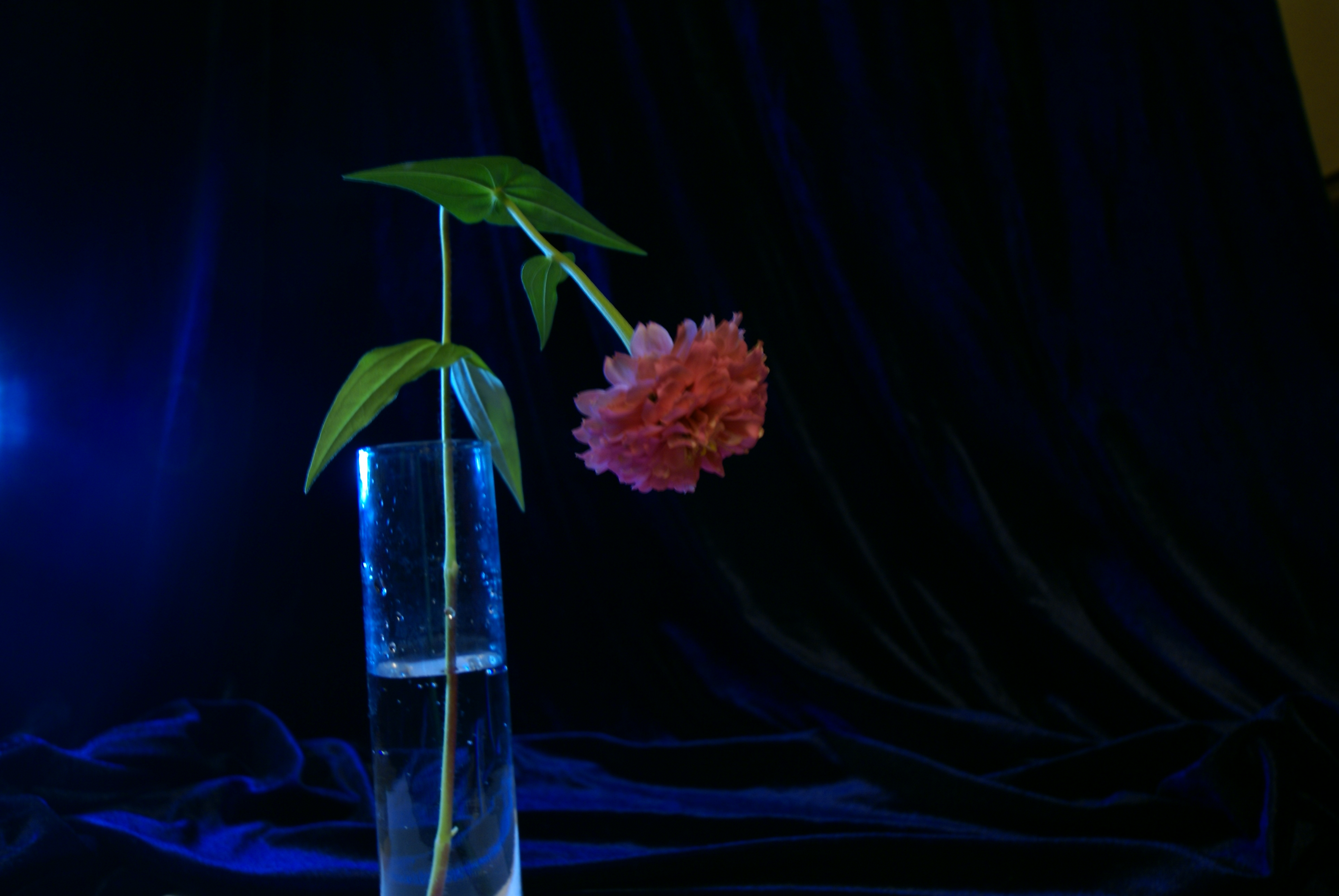 flower still life