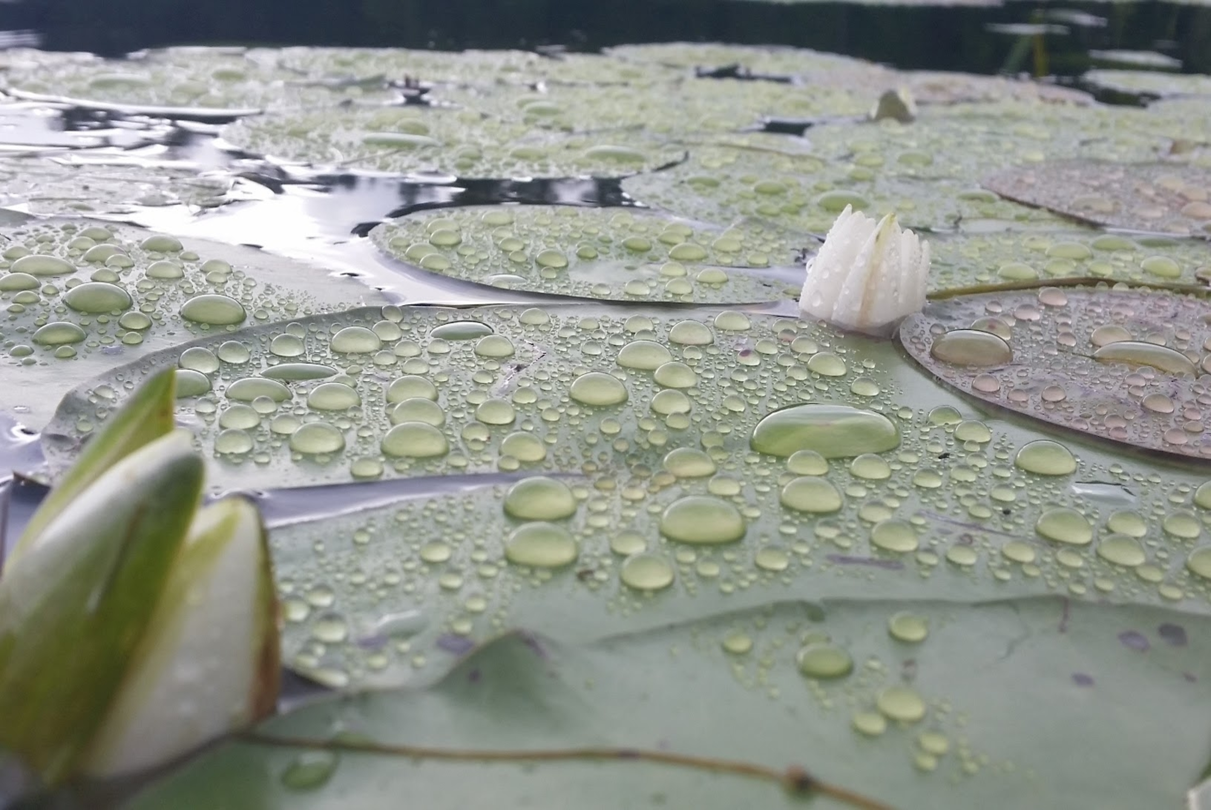 lilly pads with raindrops