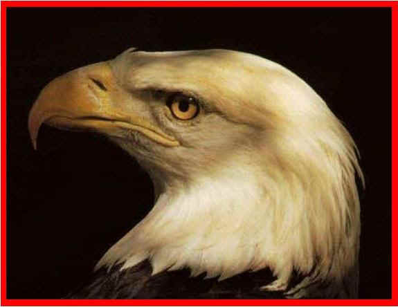 headeeagle.JPG (30865 bytes)