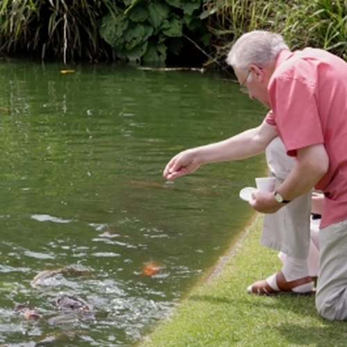feeding fish
